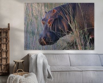 Nijlpaard van Petervanderlecq