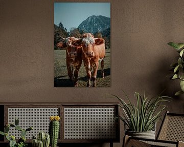 Austrian cows in the meadow by Dennis van den Worm