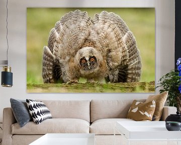 Young long-eared owl with stuffed feathers by AGAMI Photo Agency