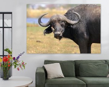 Buffalo with oxpecker (au) by Petervanderlecq