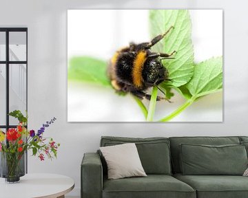 Bumblebee by Bo Valentino