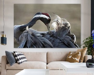 Preening Common Crane by Beschermingswerk voor aan uw muur