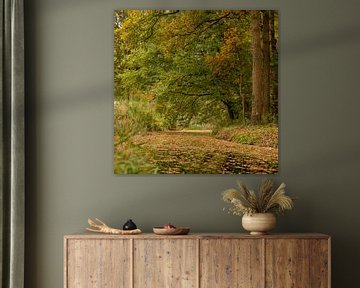 l'automne dans la forêt sur Lieke van Grinsven van Aarle