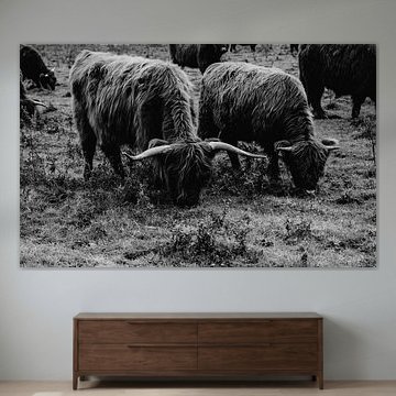 Les Highlanders écossais - en noir et blanc