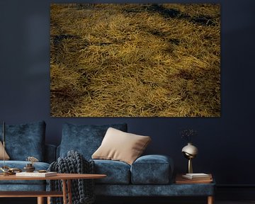 Seaweed ochre by Remke Spijkers