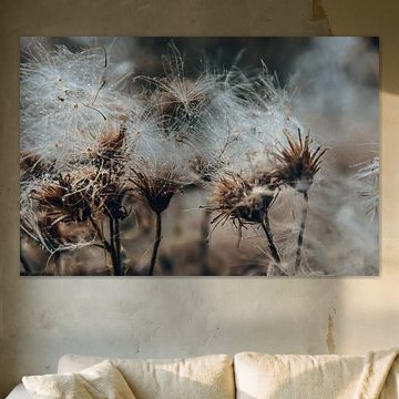 Verwilderde paardenbloemen