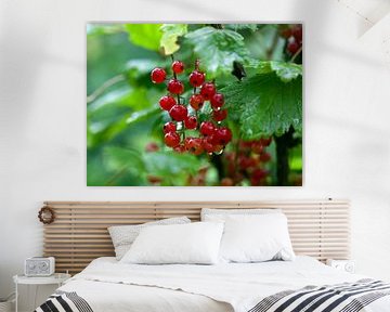 red currants by Bo Valentino