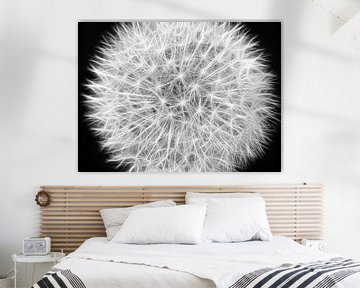 Dandelion fluff (black and white) by Caroline Lichthart