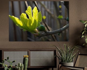 Fig in the morning sun