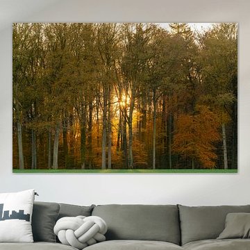 L'automne dans la forêt