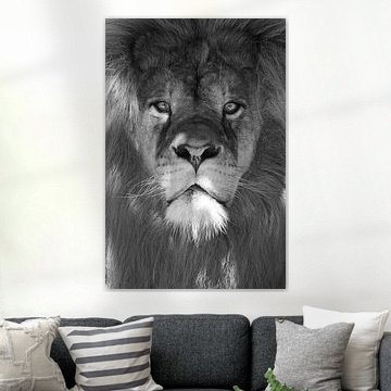 Portrait of lion