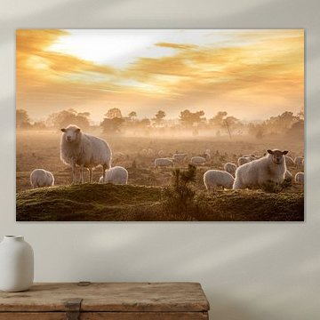 Schapen op het Aekingerzand van Arie Flokstra Natuurfotografie