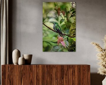 Kolibri in Costa Rica van Bianca Kramer