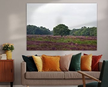 Un beau paysage naturel avec de la bruyère en fleurs sur Robin Verhoef