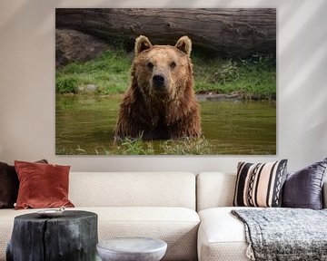 bruine beer in het water kijkt recht in de camera van Robin Verhoef
