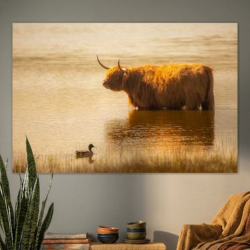 Baignade dans les Highlands écossais