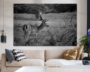 A male fallow deer in black and white by Dennis Schaefer