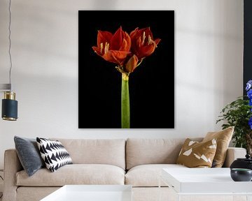 Rode amaryllis op stengel van Karin aan de muur