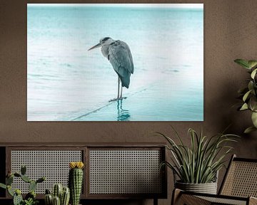 Grey heron stands at the edge of the swimming pool by Besa Art