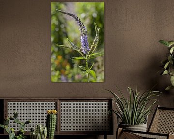 Lange Ehrenauszeichnung, Veronica longifolia von Martin Stevens