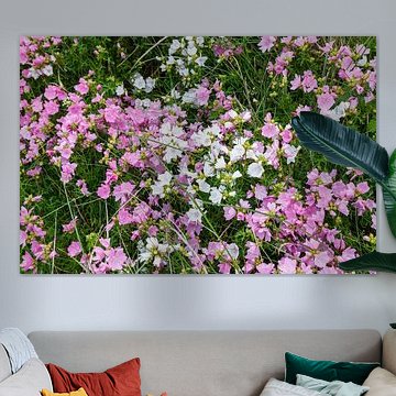 Maus-Käse-Kraut, Malva moschata