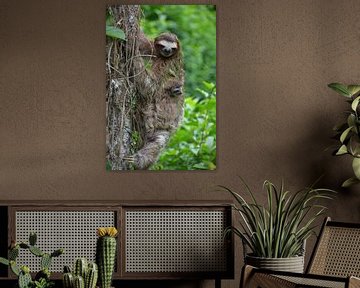 Sloth with young in tree, Puerto Vieja Costa Rica by My Footprints