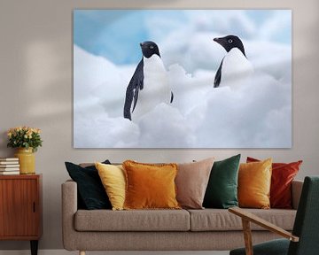 Two Adelie Penguins (Pygoscelis adeliae) on Paulet Island by Nature in Stock