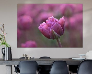 Pink tulip in close up