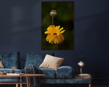 Fleur jaune en gros plan sur John Leeninga