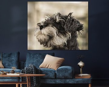 Schnauzer puppy close up and looks to the left by Jolanda de Jong-Jansen