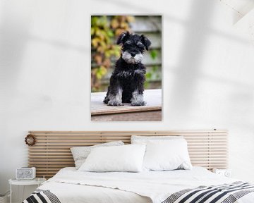 Schnauzer puppy what do you look sweet by Jolanda de Jong-Jansen