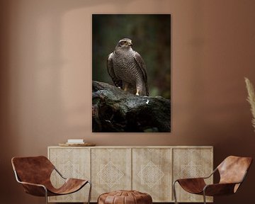 A Beautiful Hawk by Dennis Schaefer