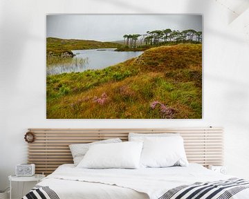 Irlande - Galway - Connemara - Pine Island