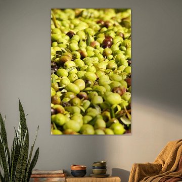 Des olives prêtes pour la presse