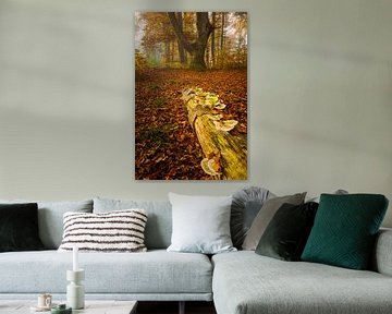 Baumpilze im Herbstwald von Denis Feiner