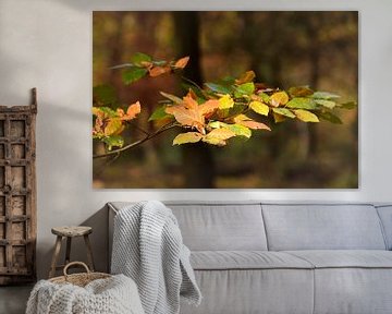 Des feuilles aux couleurs de l'automne sur John Leeninga