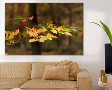 Leaves in autumn colours by John Leeninga