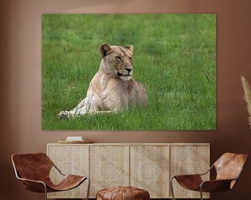 Young lioness by Martin van der Kruijk