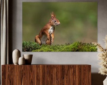 Rotes Eichhörnchen von Martin van der Kruijk