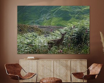 Rehkitz im Glen Etive in Schottland. von Babetts Bildergalerie