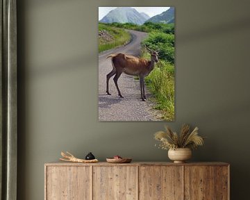 Herten bij Glen Etive in Schotland. van Babetts Bildergalerie