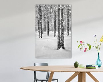 Winter Forest by Rolf Schnepp