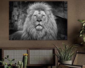 Mannetjes leeuw in zwart wit van Dennis Schaefer