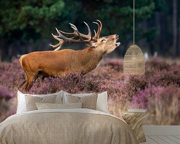 Red deer by Menno Schaefer