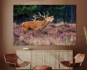 Cerf rouge sur Menno Schaefer