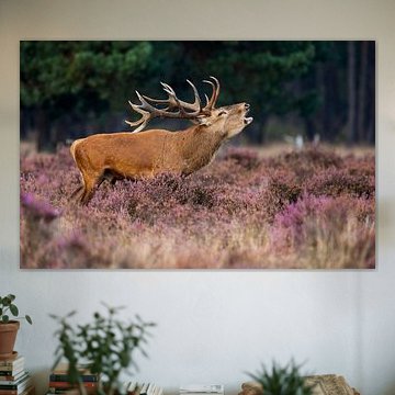 Red deer