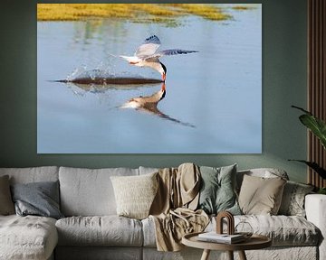 Sterne pierregarin, Sterna hirundo sur Beschermingswerk voor aan uw muur