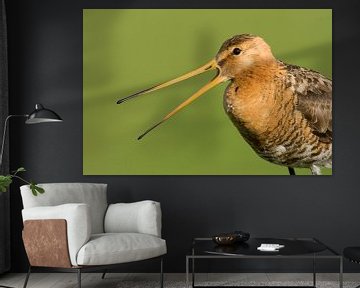 Male Black-tailed Godwit by Beschermingswerk voor aan uw muur
