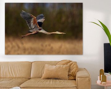 Purple Heron in flight by Beschermingswerk voor aan uw muur