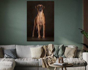 Great Dane (Dogs) by Patrick Reymer